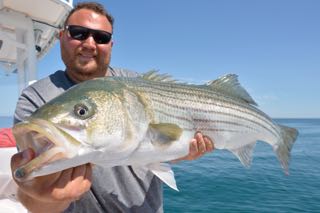 Early June Stripers - June 10, 2015