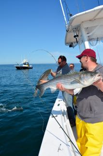 Early June Stripers - June 10, 2015