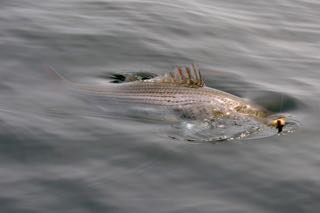 RonZ, Daddy Mac and Gibbs Lures Bring in the Keepers! - June 7, 2015