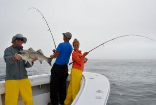 Topwater Striped Bass Fishing! - June 16, 2015