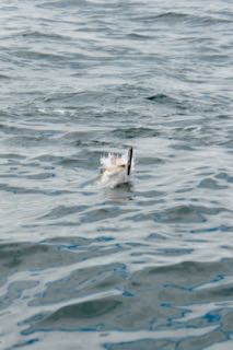 Topwater Striped Bass Fishing! - June 16, 2015