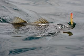 Truro Fishing Charters - June 13, 2015