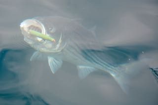 Truro Fishing Charters - June 13, 2015