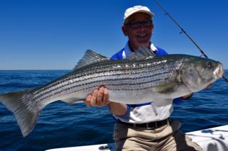 Cape Cod Fishing Charter Report - Mid June 2016