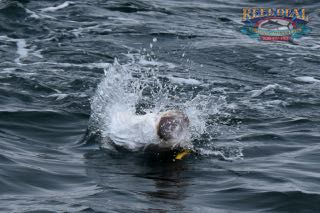 Cape Cod Topwater Fishing with Gibbs - Early June 2016