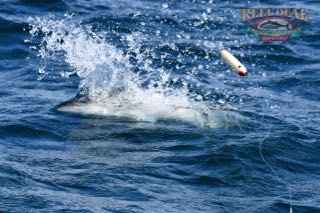 Cape Cod Topwater Fishing with Gibbs - Early June 2016
