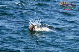 Cape Cod Topwater Fishing with Gibbs - Early June 2016