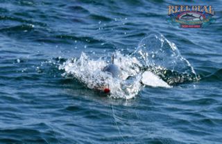 Cape Cod Topwater Fishing with Gibbs - Early June 2016
