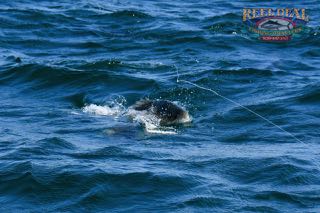 Cape Cod Topwater Fishing with Gibbs - Early June 2016