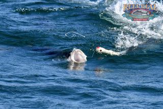 Cape Cod Topwater Fishing with Gibbs - Early June 2016