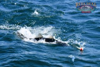 Cape Cod Topwater Fishing with Gibbs - Early June 2016