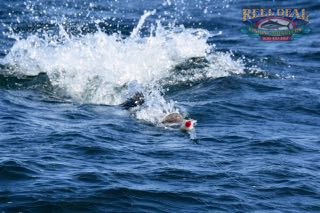 Cape Cod Topwater Fishing with Gibbs - Early June 2016