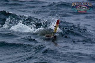 Cape Cod Topwater Fishing with Gibbs - Early June 2016