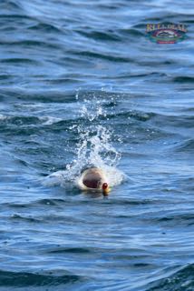 Cape Cod Topwater Fishing with Gibbs - Early June 2016