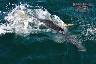 Cape Cod Topwater Fishing with Gibbs - Early June 2016