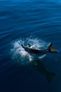 Massachusetts Fishing Update - Mid July 2016