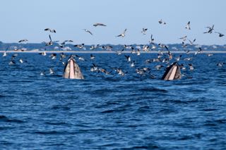Orleans Cape Cod Fishing - Late August 2016