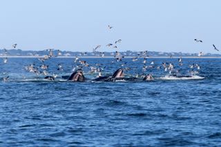 Orleans Cape Cod Fishing - Late August 2016