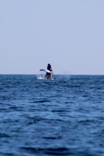 Orleans Cape Cod Fishing - Late August 2016