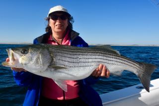Provincetown Fishing Charters - Late June 2016