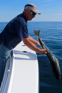 Provincetown Fishing Charters - Late June 2016