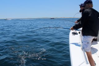 Provincetown Fishing Charters - Late June 2016