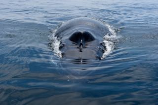 Cape Cod Whale - Late May 2016